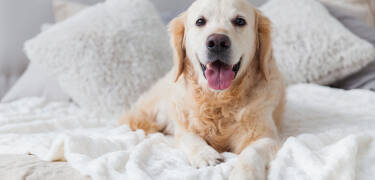 Das Hotel ist hundefreundlich - perfekt für alle, die mit vierbeinigen Familienmitgliedern reisen.
