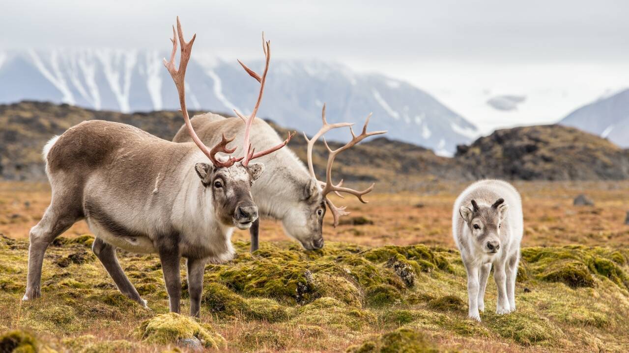 Utforsk Forollhogna nasjonalpark, villreinens rike.