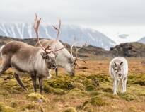 Explore Forollhogna National Park, the realm of wild reindeer.