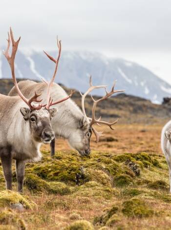Explore Forollhogna National Park, the realm of wild reindeer.