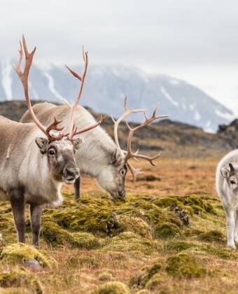 Utforsk Forollhogna nasjonalpark, villreinens rike.