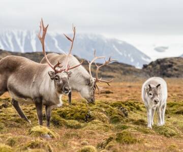 Utforsk Forollhogna nasjonalpark, villreinens rike.