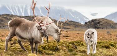 Utforsk Forollhogna nasjonalpark, villreinens rike.