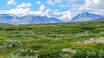 You can explore countless hiking trails in Dovrefjell.