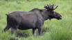 Don't miss out on an exciting moose or musk ox safari.