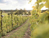 Gönnen Sie sich das hauseigene Bier und den Wein aus den Weinbergen des Ribehøj Biohotels.