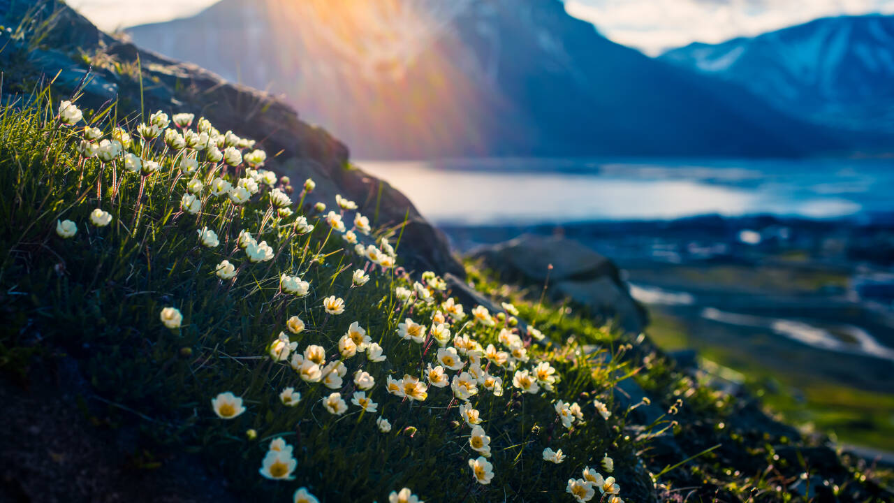 I de norske fjelde vil du kunne udforske unik natur.