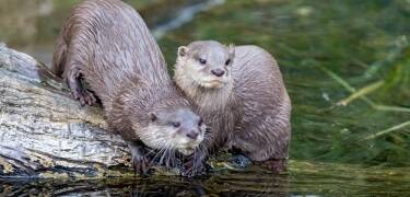 AQUA: Et must-see for familier, Europas største ferskvandsakvarium.