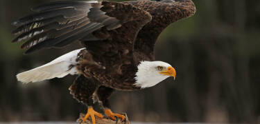 Udforsk Ørnereservatet, Raptor Show og Bisonfarmen.