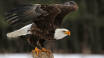 Explore the Eagle Reserve, Raptor Show, and Bison Farm.