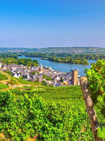 Das Hotel ist umgeben von wunderschönen Weinbergen und engen Gassen, nur einen kurzen Spaziergang vom Rhein entfernt.