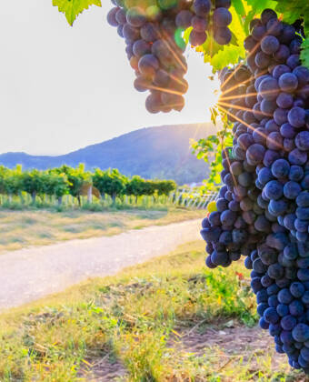 Probieren Sie Weine aus der hoteleigenen Weinhandlung. Bestellen Sie das PLUS-Paket, das ein 4-Gänge-Menü mit ausgewählten Weinen enthält.