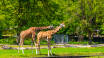 Der er mange spændende aktiviteter nær hotellet, f.eks. ligger Hamburg Zoo Tierpark Hagenbeck kun 20 minutter væk med offentlig transport