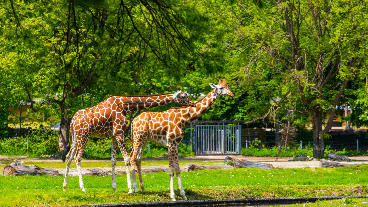 Der er mange spændende aktiviteter nær hotellet, f.eks. ligger Hamburg Zoo Tierpark Hagenbeck kun 20 minutter væk med offentlig transport