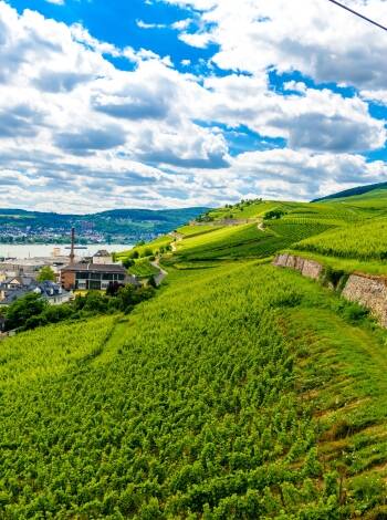 You can hop on the famous cable car that glides gently above the vineyards up to the Niederwald Monument.