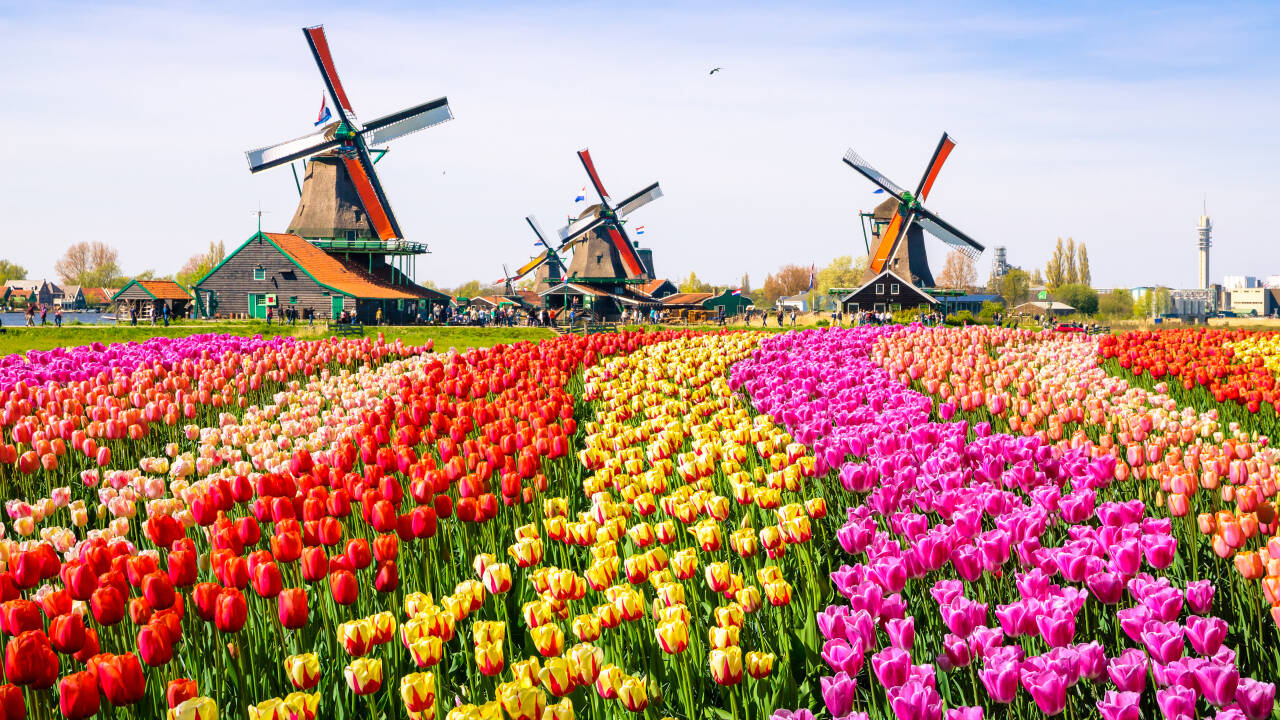 I bor tæt på det herlige Zaanse Schans-område, som præges af tulipanmarker, vindmøller og velbevarede bygninger.
