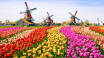 Besøg blomsterauktionen Aalsmeer og Bollenstreek Park, og oplev Hollands smukke blomster.
