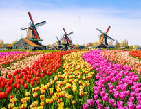 Missa inte att besöka Aalsmeer och Bollenstreek Park, och upplev Hollands vackra tulpaner.