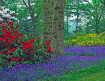 Stroll among the beautiful flowers in the Rhododendron Valley, the pride of the city.