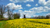 Experience the yellow rapeseed fields that characterise both Lund's surroundings and the rest of the Skåne landscape.