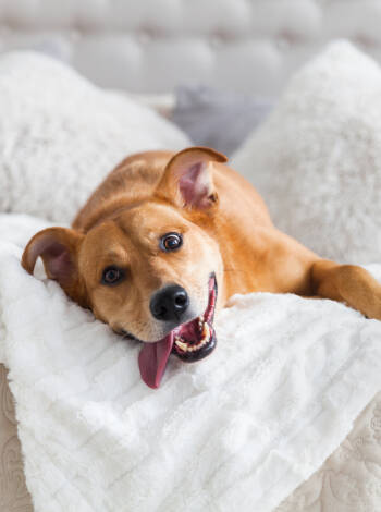 Kæledyr er velkomne, så vidt der er plads, så der er gode muligheder for at tage hunden med på familieferien.