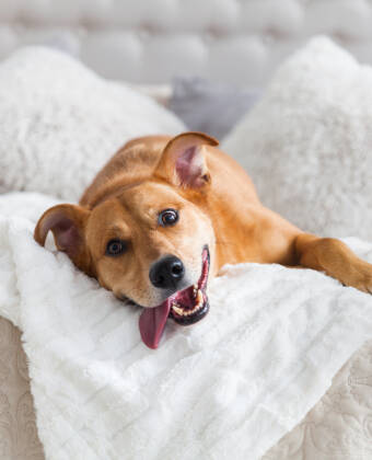 Soweit Platz vorhanden, sind Haustiere willkommen, so dass eine gute Möglichkeit besteht, seinen Hund mit in den Familienurlaub zu nehmen.