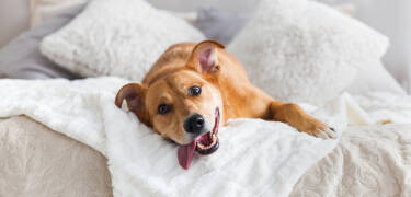 Pets are welcome where space allows, so there are good opportunities to bring the dog on a family holiday.
