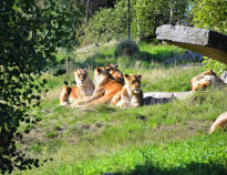You can take a short drive to Kristiansand Animal Park and Badeland.