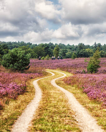 Hotellet ligger en kort køretur fra det smukke hedelandskab i Lüneburger Heide.