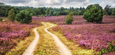 Hotellet ligger en kort køretur fra det smukke hedelandskab i Lüneburger Heide.