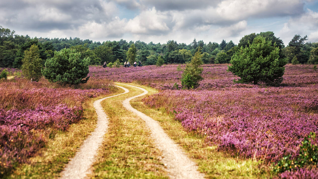 Das Hotel liegt nur eine kurze Fahrt von der schönen Moorlandschaft der Lüneburger Heide entfernt.