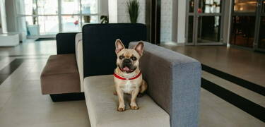 Pet-friendly accommodation available in standard rooms for traveling with pets.