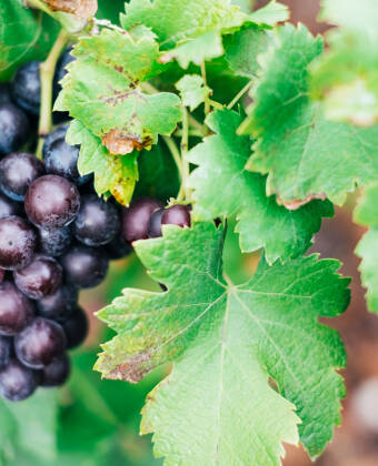 The location in the middle of one of Germany's most beautiful wine regions makes the hotel ideal for wine lovers and enthusiasts.