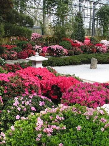 Upptäck den imponerande Rhododendronparken i Bremen.