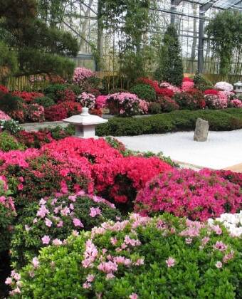 Entdecken Sie den beeindruckenden Rhododendronpark in Bremen.