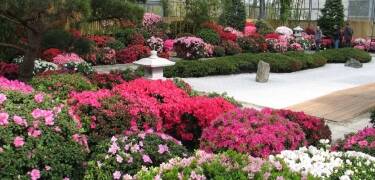 Opplev den flotte Rhododendron-parken i Bremen.