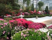 Besøk den store blomsterparken i Bremen hvor dere vil finne 46 hektar med vakre blomster og planter.