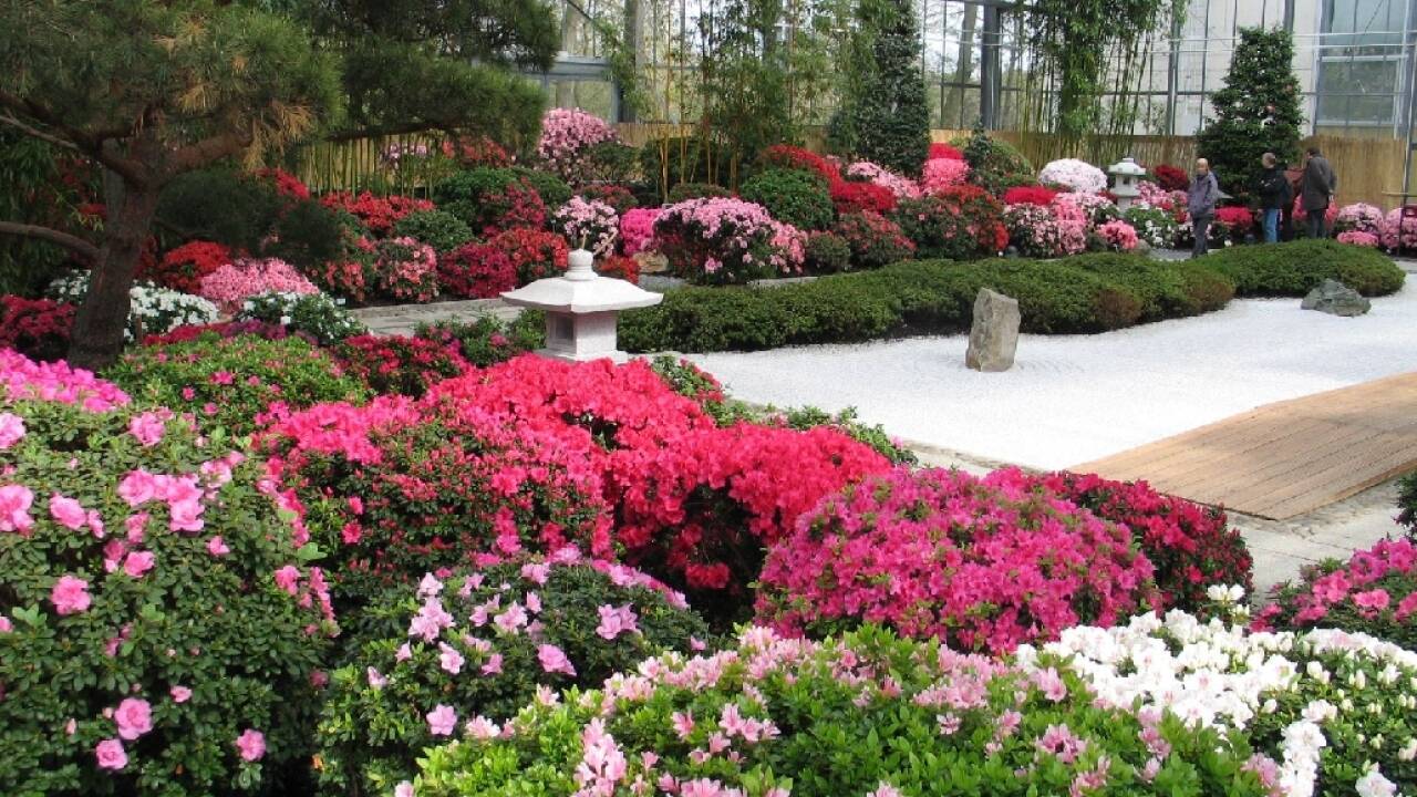 Opplev den flotte Rhododendron-parken i Bremen.