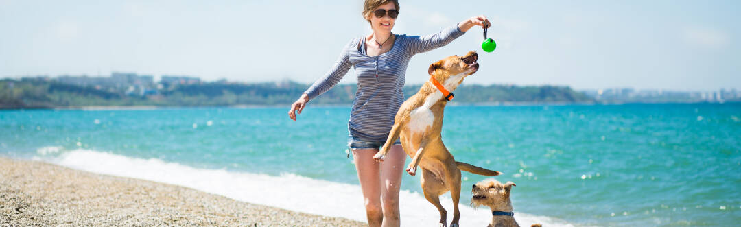 Hunde sind willkommen und ein Hundestrand befindet sich in der Nähe.