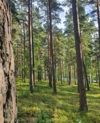 Utforska den förtrollande pinjeskogen i närheten av hotellet.