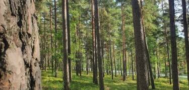 Erkunden Sie den bezaubernden Kiefernwald, der nur wenige Schritte entfernt ist.