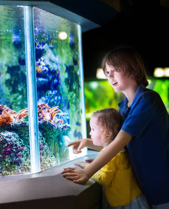 Das Hotel liegt direkt neben dem Haus des Meeres - einem Salzwasseraquarium, das ein beliebtes Ziel für die ganze Familie ist.
