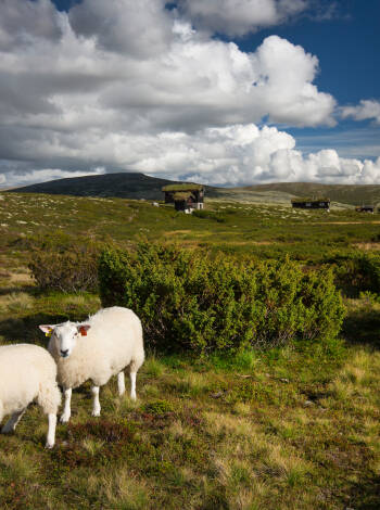 Udforsk Rondane National Park og de smukke udsigter