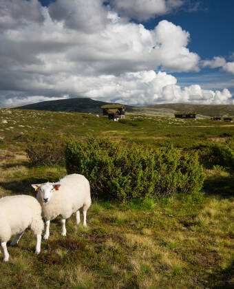 Erforschen Sie den Nationalpark Rondane mit den vielen schönen Aussichtspunkten