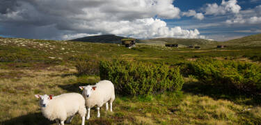 Erforschen Sie den Nationalpark Rondane mit den vielen schönen Aussichtspunkten
