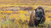 Join a musk ox safari in Dovrefjell, an exciting and unique experience.