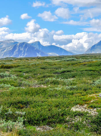 Kongsvolds närmsta granne är Dovrefjell Nationalpark med 900 m.ö.h vid toppen av Drivdalen.