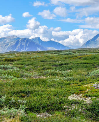 Kongsvold's closest neighbor is Dovrefjell National Park at 900 m above sea level at the top of Drivdalen.