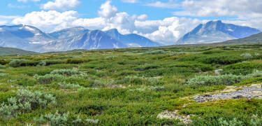 Kongsvold's closest neighbor is Dovrefjell National Park at 900 m above sea level at the top of Drivdalen.