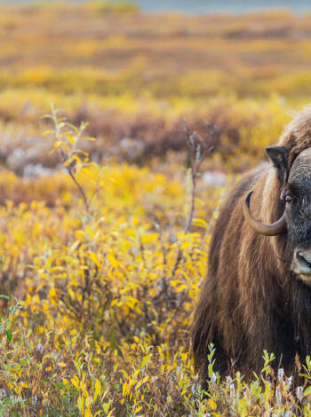 Följ med på myskoxsafari i Dovrefjell, en spännande och unik upplevelse.